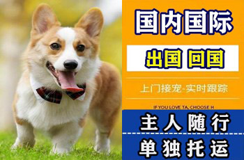 抚顺市宠物托运公司抚顺市宠物托运公司抚顺市宠物托运公司