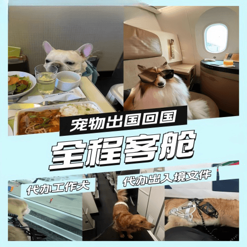 抚顺市宠物托运到白俄罗斯宠物入境规定和要求